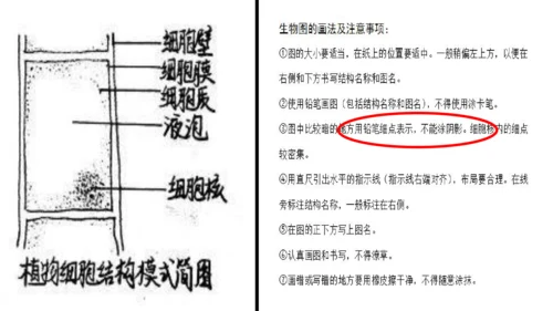 2.1.2 植物细胞（同步课件）-2023-2024学年七年级生物上册同步精品课堂（人教版）(共28