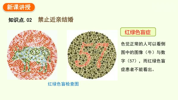 7.2.3基因的显性和隐性-八年级生物人教版下学期同步精品课件(共36张PPT)