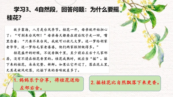 3.桂花雨  课件