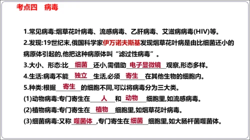 【人教八上生物期中复习考点梳理+临考押题】第四、五章 细菌、真菌和病毒（串讲课件）(共30张PPT)