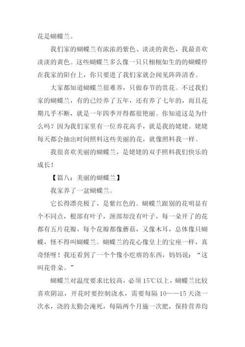 美丽的蝴蝶兰作文200字.docx