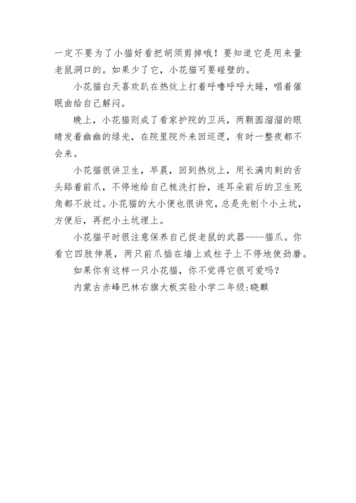 小花猫作文.docx