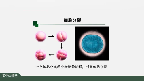 2.2.1 细胞通过分裂产生新细胞 课件（共22张PPT）