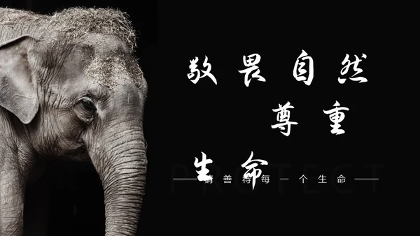 敬畏自然尊重生命保护动物大象通用PPT模板