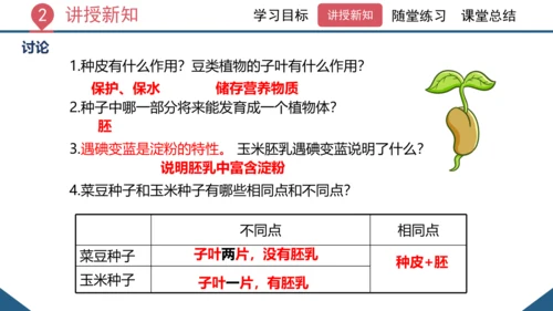 3.1.2  种子植物（课时1 种子的结构）课件-2023-2024学年人教版生物七年级上册(共24