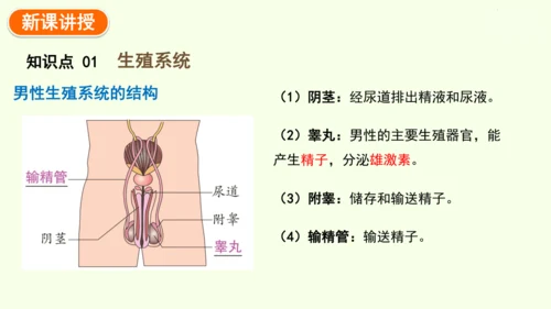 4.1.1人的生殖-七年级生物下学期同步精品课件（2024人教版）(共24张PPT)