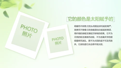 遇夏文艺小清新工作总结汇报动态PPT
