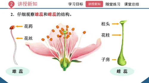 3.2.3  开花和结果  课件-2023-2024学年人教版生物七年级上册(共27张PPT)