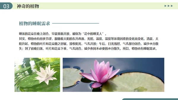 植物介绍笔记植物分类知识科普通用PPT模板