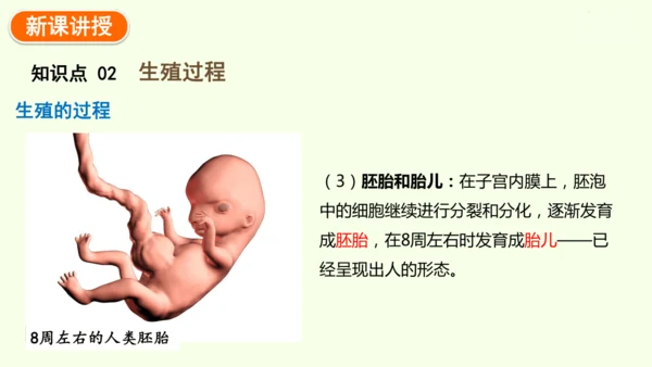 4.1.1人的生殖-七年级生物下学期同步精品课件（2024人教版）(共24张PPT)