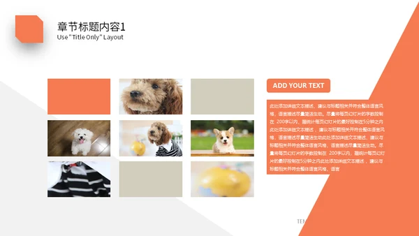 宠物乐园萌宠小狗主题通用PPT模板