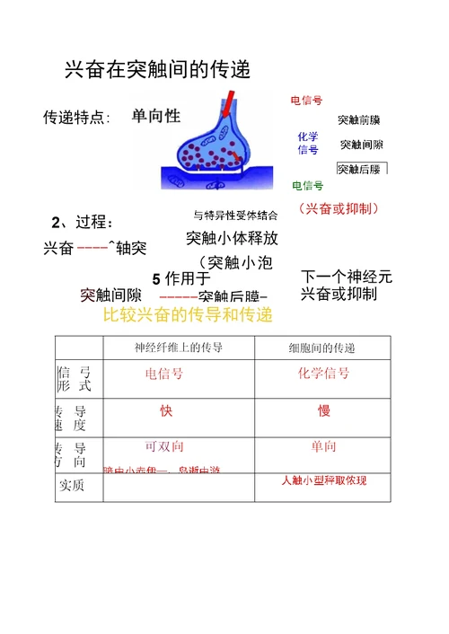 生物：《神经系统的结构和功能》(二)