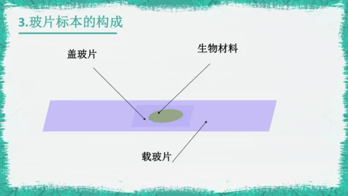 人教版（2024）七年级上册1.2.2 植物细胞 课件(共19张PPT)