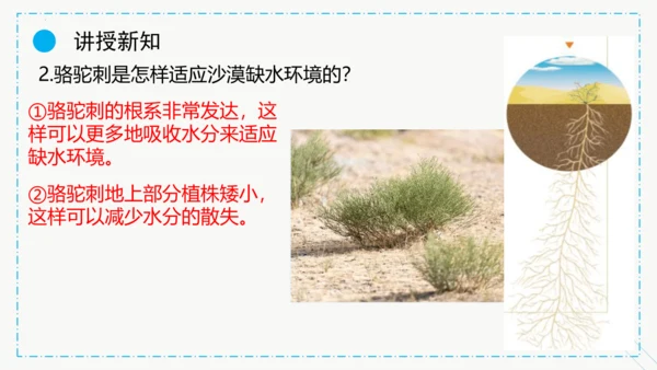 1.2.1生物与环境的关系课件2023--2024学年人教版生物七年级上册(共30张PPT)