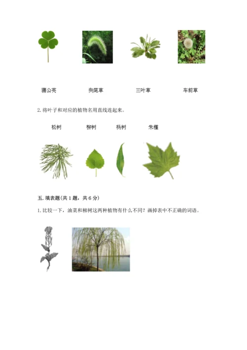 教科版科学一年级上册第一单元《植物》测试卷含完整答案（名师系列）.docx