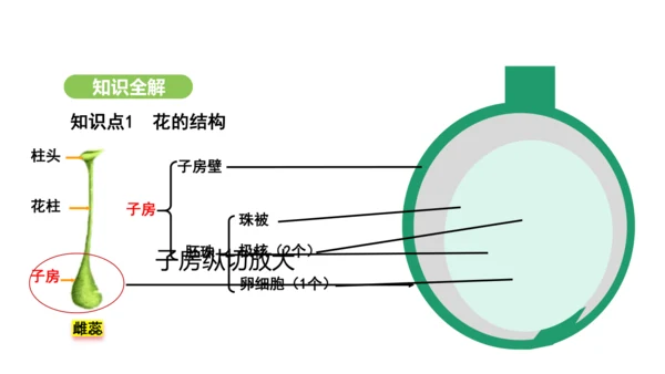 第三单元-第一章-第三节-开花和结果课件-2024-2025学年七年级生物下学期人教版(2024)(