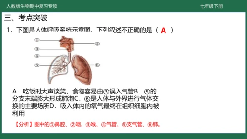 第三章 人体的呼吸（-七年级生物下学期期中考点大串讲（人教版）(共25张PPT)