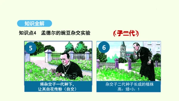 7.2.3基因的显性和隐性课件-人教版生物八年级下册(共31张PPT)