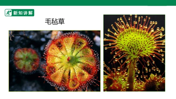 第二课《吃虫草》课件