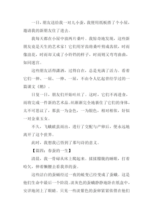 蚕的一生作文300字.docx