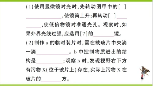 【掌控课堂-创优作业】人教版生物七(上)第二单元 第一章 细胞是生命活动的基本单位 微专题三 显微镜