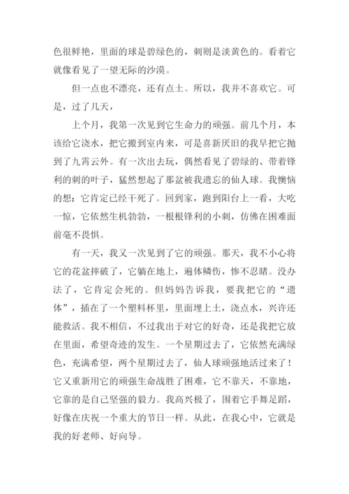 顽强的生命作文500字.docx