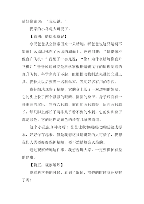 观察作文300字0.docx