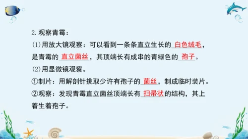 人教版八年级生物上册5.4《细菌和真菌》复习课件（含31张ppt）