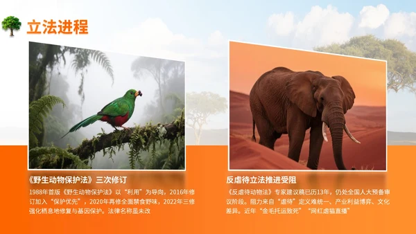橙色世界动物日志愿者科普PPT模板