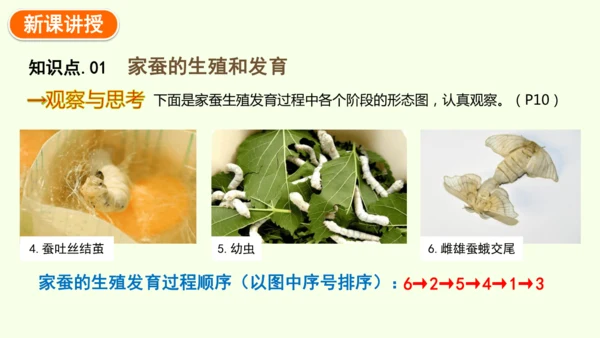 7.1.2昆虫的生殖和发育-八年级生物人教版下学期同步精品课件(共29张PPT)