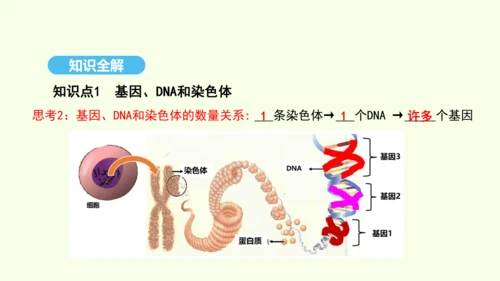 7.2.2基因在亲子代间的传递课件-人教版生物八年级下册(共29张PPT)