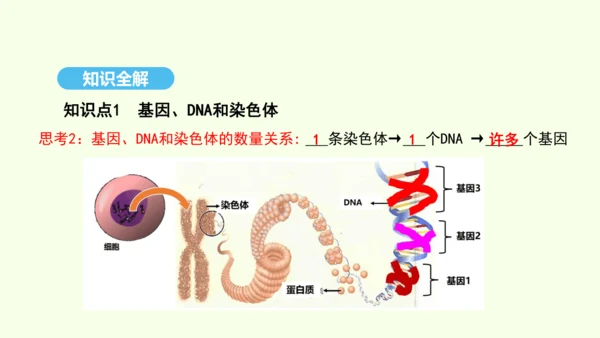 7.2.2基因在亲子代间的传递课件-人教版生物八年级下册(共29张PPT)