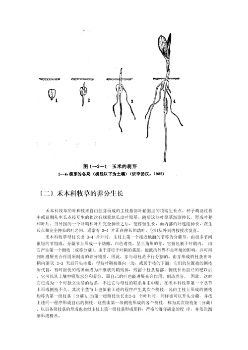 优质牧草高产栽培与利用牧草的生物学特性第一节牧草的生长发育