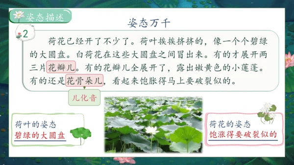 【核心素养】部编版语文三年级下册-3. 荷花 第1课时（课件）