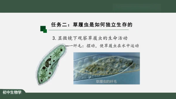 2.2.4 单细胞生物 课件（共24张PPT）