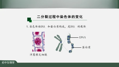 2.2.1 细胞通过分裂产生新细胞 课件（共22张PPT）