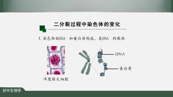 2.2.1 细胞通过分裂产生新细胞 课件（共22张PPT）