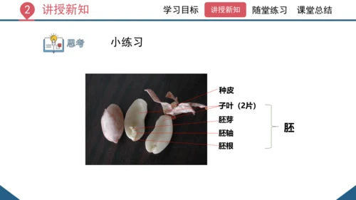 3.1.2  种子植物（课时1 种子的结构）课件-2023-2024学年人教版生物七年级上册(共24