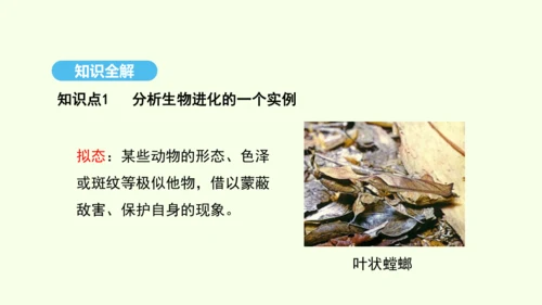 7.3.3生物进化的原因课件-人教版生物八年级下册(共37张PPT)