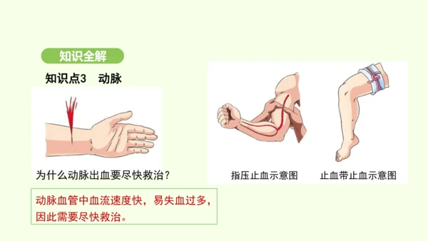 第四单元-第四章-第二节-血流的管道——血管课件-2024-2025学年七年级生物下学期人教版(20