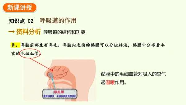 4.3.1 呼吸道对空气的处理-七年级生物下学期同步精品课件（2024人教版）(共26张PPT)