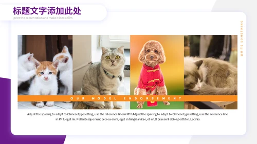 宠物小狗狗泰迪犬通用PPT模板