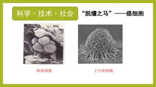 2.2.1细胞通过分裂产生新细胞课件2023--2024学年人教版生物七年级上册(共28张PPT)