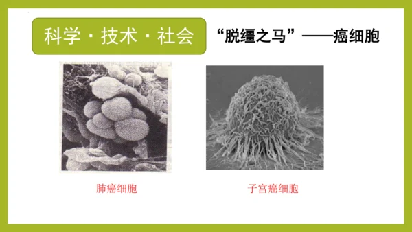 2.2.1细胞通过分裂产生新细胞课件2023--2024学年人教版生物七年级上册(共28张PPT)