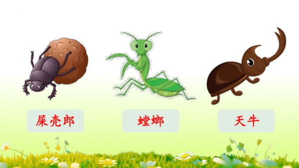 11.我是一只小虫子 课件