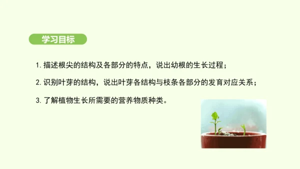 第三单元-第一章-第二节-植株的生长课件-2024-2025学年七年级生物下学期人教版(2024)(