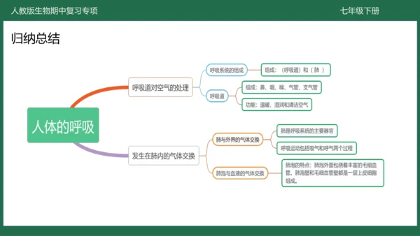 第三章 人体的呼吸（-七年级生物下学期期中考点大串讲（人教版）(共25张PPT)