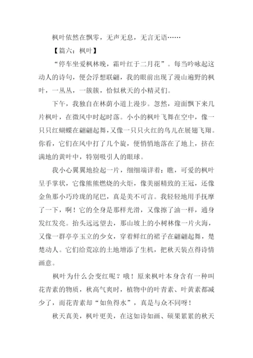 描写枫叶的作文.docx