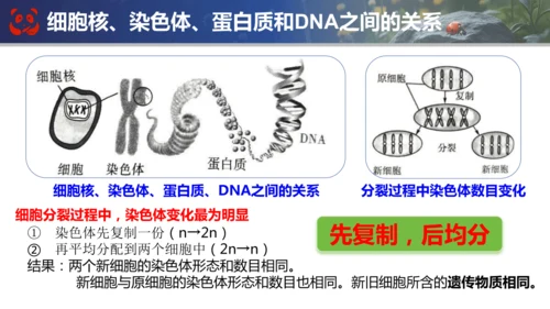 人教版（2024）七年级上册生物七年级上册期末总复习课件(共31张PPT)