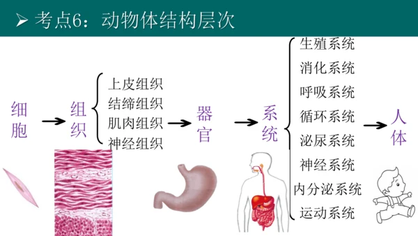 七上 第二单元生物体的结构层次-复习课件(共35张PPT)